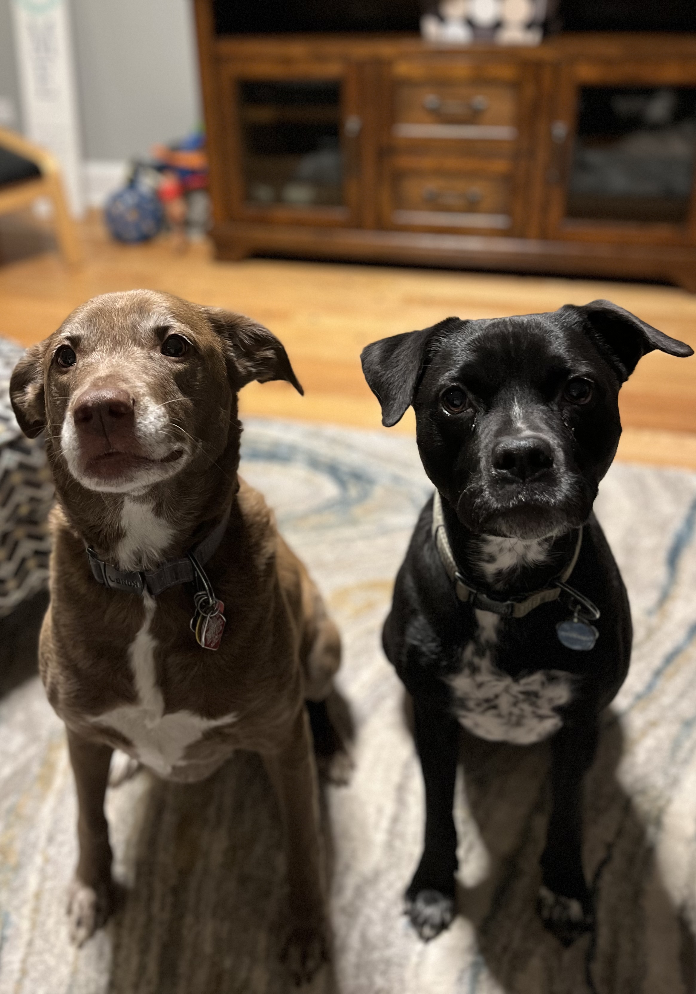 Apple and Pi, two rescue dogs